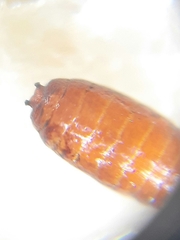 Cyclorrhapha