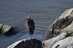 Ardea herodias