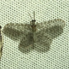 Nallachius americanus