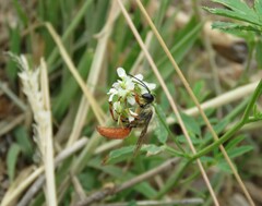 Sphex latreillei