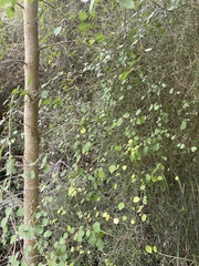 Plagianthus