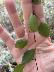 Plagianthus