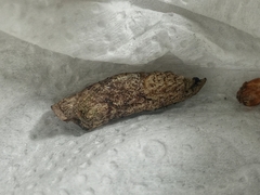 Heraclides anchisiades