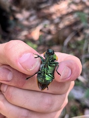 Temognatha variabilis