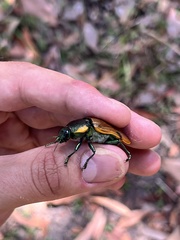 Temognatha variabilis
