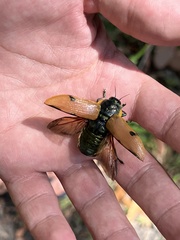 Temognatha variabilis