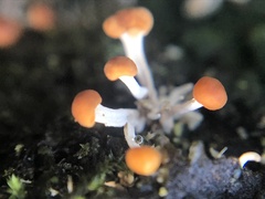 Calostilbe striispora