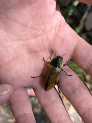 Temognatha variabilis
