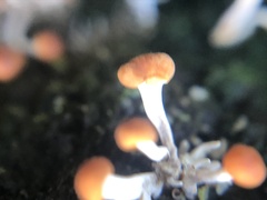 Calostilbe striispora