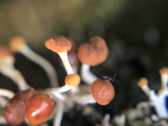 Calostilbe striispora