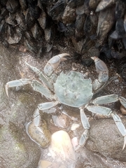 Cyrtograpsus angulatus