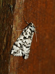 Archephanes zalosema