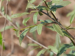 Cadaba fruticosa