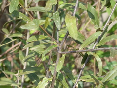 Cadaba fruticosa