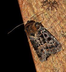 Proteuxoa sanguinipuncta