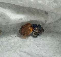 Heraclides anchisiades