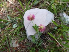 Trifolium vesiculosum