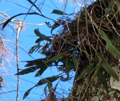 Epidendrum conopseum