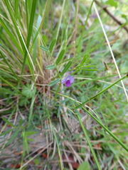 Vicia lathyroides