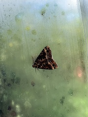 Pseudocoremia leucelaea