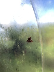 Pseudocoremia leucelaea