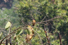 Corythornis vintsioides