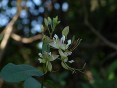 Cadaba fruticosa