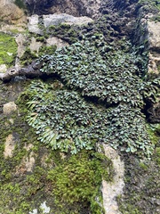 Targionia hypophylla