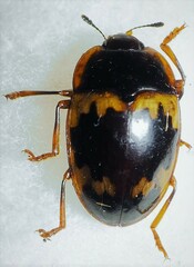 Iphiclus nitidulus