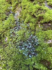 Targionia hypophylla