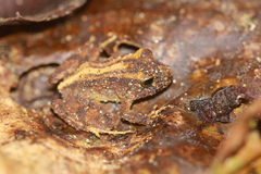 Amphibia