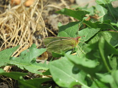 Colias vauthierii