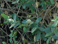 Cadaba fruticosa
