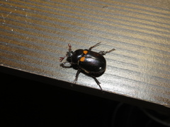 Oryctomorphus bimaculatus