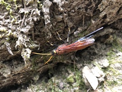 Urocerus californicus