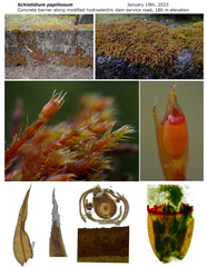 Schistidium papillosum