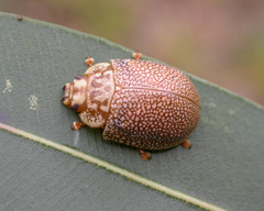 Paropsis omphale