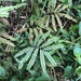Adiantum serrato-dentatum - Photo (c) Jared Shorma, some rights reserved (CC BY), uploaded by Jared Shorma
