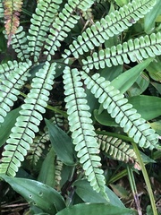 Adiantum serrato-dentatum