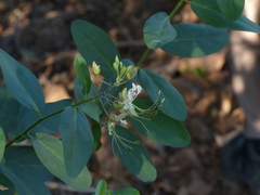 Cadaba fruticosa