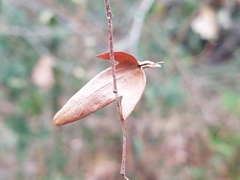 Carpinus caroliniana