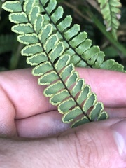 Adiantum serrato-dentatum