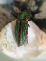 Buprestis aurulenta