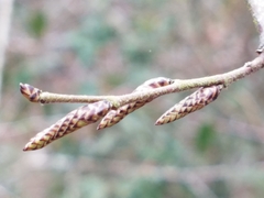 Carpinus caroliniana