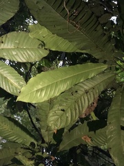 Carpotroche longifolia