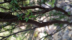 Pittosporum divaricatum