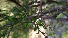 Pittosporum divaricatum