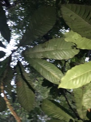 Carpotroche longifolia
