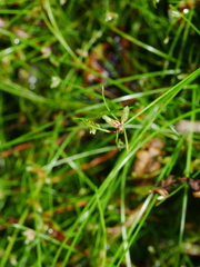 Isolepis inundata