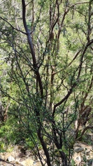 Pittosporum divaricatum